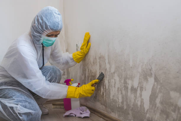 Best Mold Cleaning Services  in Dollar Bay, MI