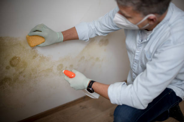 Best Black Mold Removal  in Dollar Bay, MI