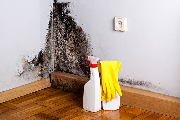 Best Professional Mold Removal  in Dollar Bay, MI
