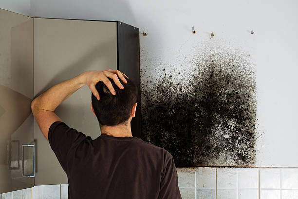 Best Mold Removal Specialists  in Dollar Bay, MI