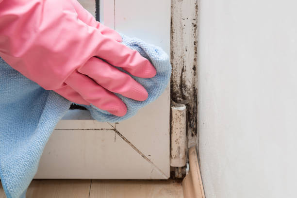 Best Black Mold Removal  in Dollar Bay, MI