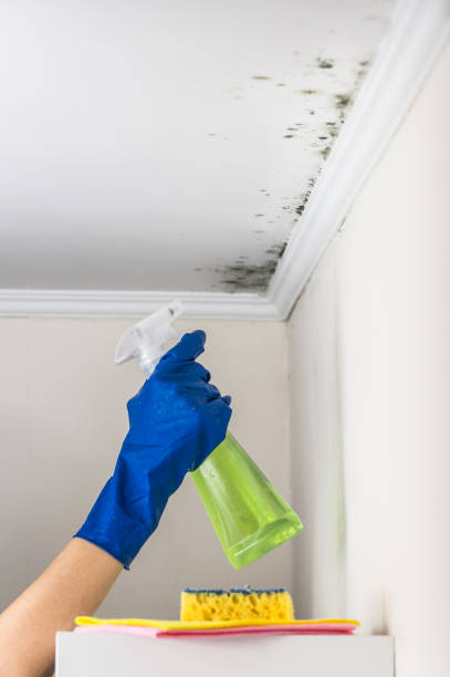 Best Emergency Mold Removal  in Dollar Bay, MI