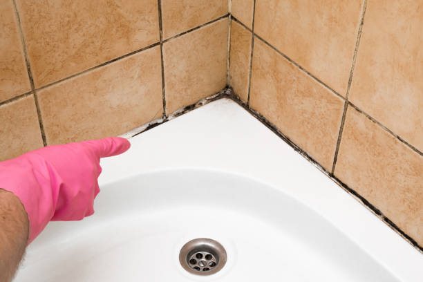 Best Mold Cleaning Services  in Dollar Bay, MI